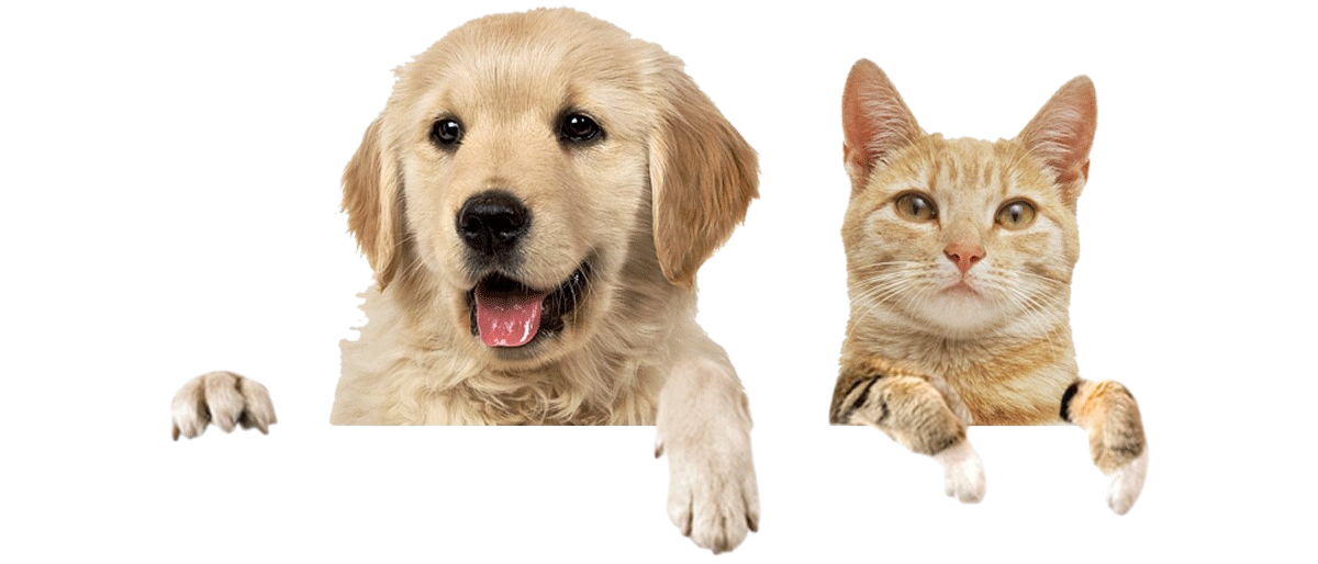 HoldingAnimals